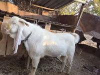 公山羊, Gulabi goats — 照片 6