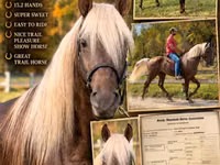Aygʻir, Rocky Mountain Horse — 1-rasm