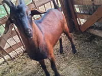 Țap, Nubian Goat — foto 1