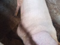 Boar — photo 4