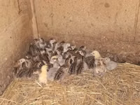 Guinea fowl — Foto 4