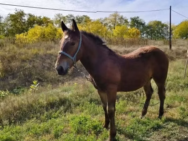 公马, Horses
