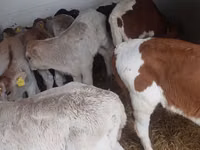 Taureau, Simmental cattle — photo 5