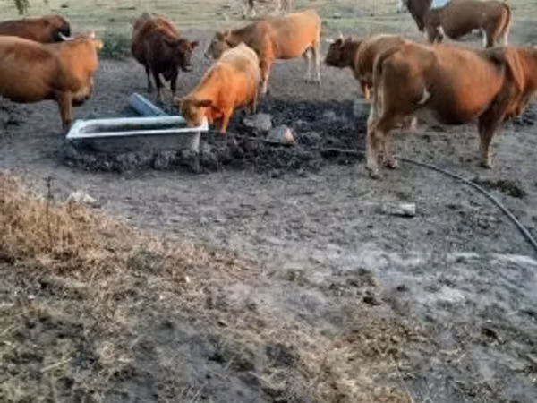 गाय, Simmental cattle