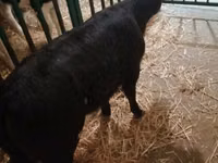 Bovinos (lote, sexo no especificado), Ganado vacuno — foto 6