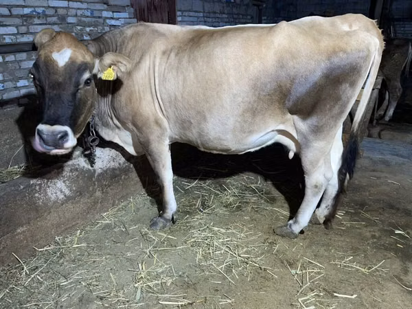 İnək, Simmental cattle