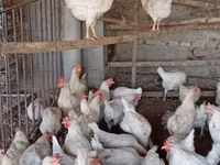 Chickens — photo 4