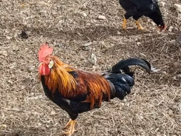 Chickens