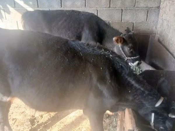 Sigir, Russian Black pied cattle