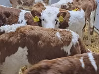 Cattle (batch, sex not specified), Hereford — photo 5
