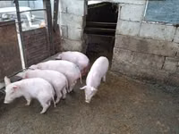 Eber, Schweine — Foto 2
