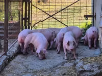 Eber, Schweine — Foto 5