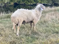 Qoʻchqor, Karakul sheep — 3-rasm