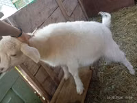 Ziege, Saanen goat — Foto 2