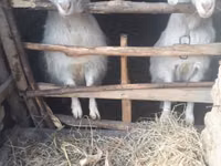 Capră, Capre — foto 5