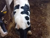 Bou, Rasa Holstein — foto 1