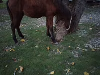 公马, Horses — 照片 6