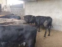 Bou, Karaku — foto 4