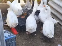 Geese — foto 2