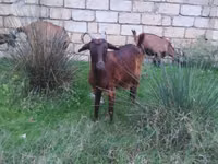 Chèvre, Alpine goat — photo 2