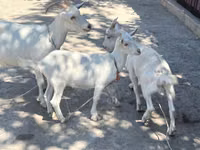 Capră, Russian White goat — foto 1