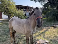 Cal, Tiger horse — foto 4