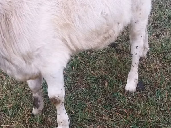 Bou, Bovine
