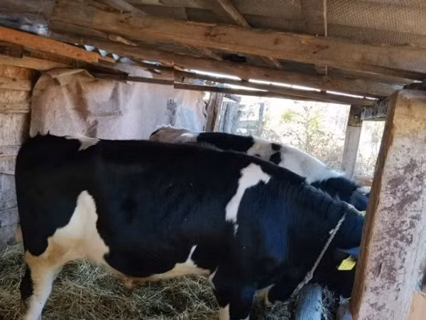 Buğa, Russian Black pied cattle