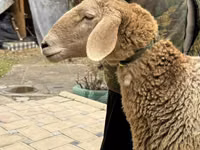 Oaie, Arashan sheep — foto 2