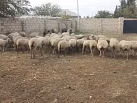 Carnero, Ovejas — foto 1