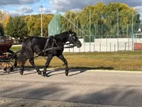 公马, Horses — 照片 6