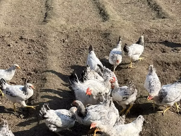 Chickens