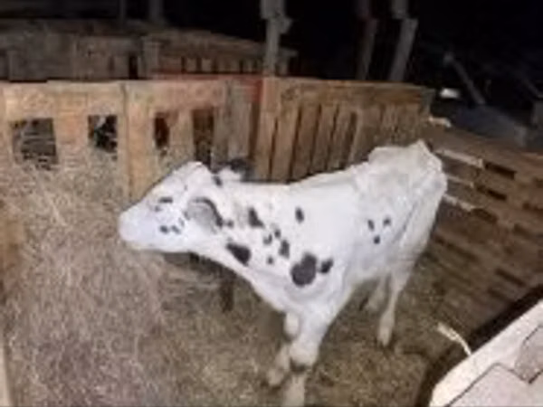 Bull, Holstein breed