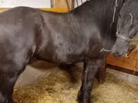 Hengst, Friesian — Foto 1