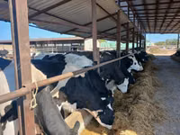 Sigir, Russian Black pied cattle — 1-rasm
