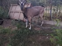 Țap, Capre — foto 1