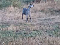 Cabra, Cabras — foto 2