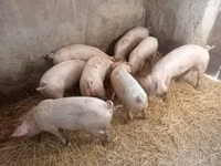 Säue, Schweine — Foto 3