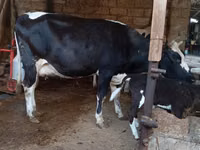 İnək, Russian Black pied cattle — foto 7