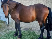 At, Međimurje horse — foto 1