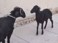 Oveja, Arabi sheep — foto 1