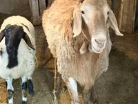 母羊, Sheep — 照片 3