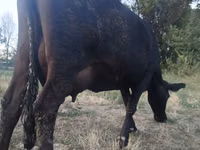Vacă, Vaca roșie fără coarne — foto 1