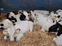 Taureau, Simmental cattle — photo 6