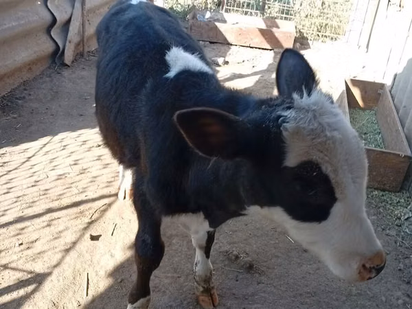 Buqa, Russian Black pied cattle