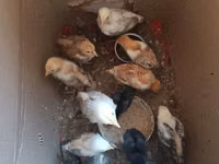 Chickens — Foto 2
