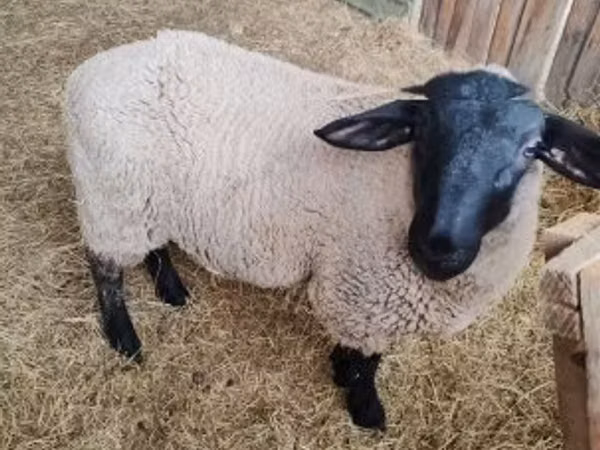 Oaie, White Suffolk sheep