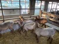 Schaf, Tian-Shan semifinewool sheep — Foto 1