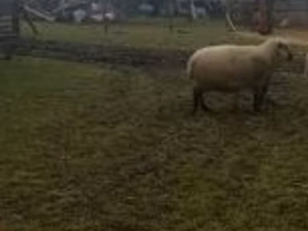 公羊, Shroshire sheep