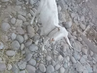 Dişi keçi, Keçilər — foto 2